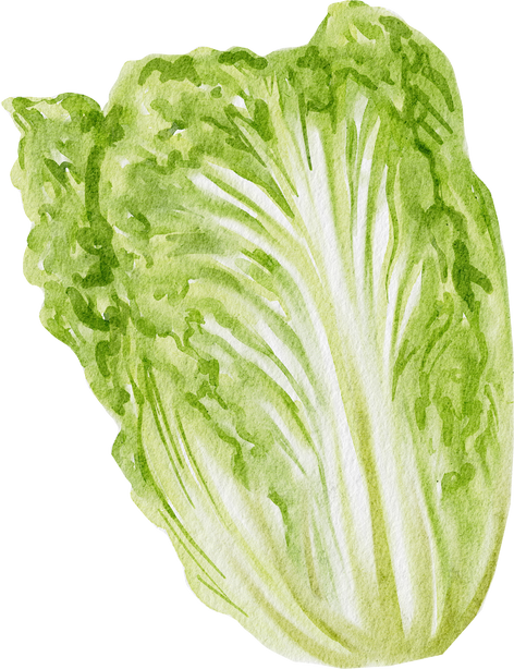 lettuce