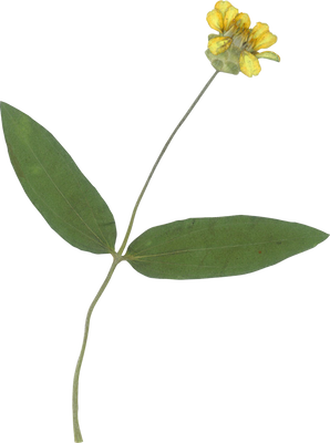 Pressed yellow flower