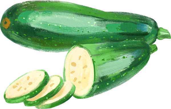 Acrylic gouache watercolor zucchini vegetable illustration