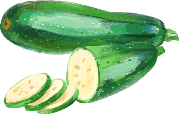 Acrylic gouache watercolor zucchini vegetable illustration