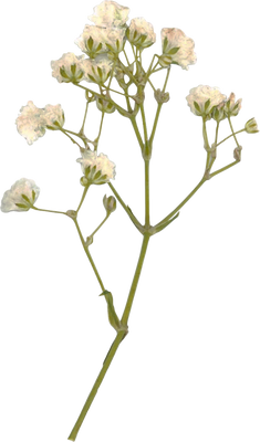 Pressed gypsophila flower