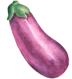Eggplant watercolor illustration. Purple eggplant. Vegetable.