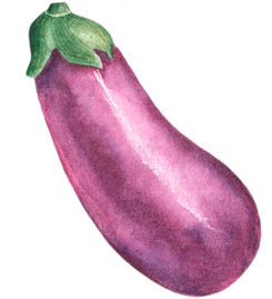 Eggplant watercolor illustration. Purple eggplant. Vegetable.