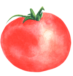 Tomato watercolor illustration. Red tomato. Vegetable.